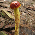 Shaggy Stalk Bolete